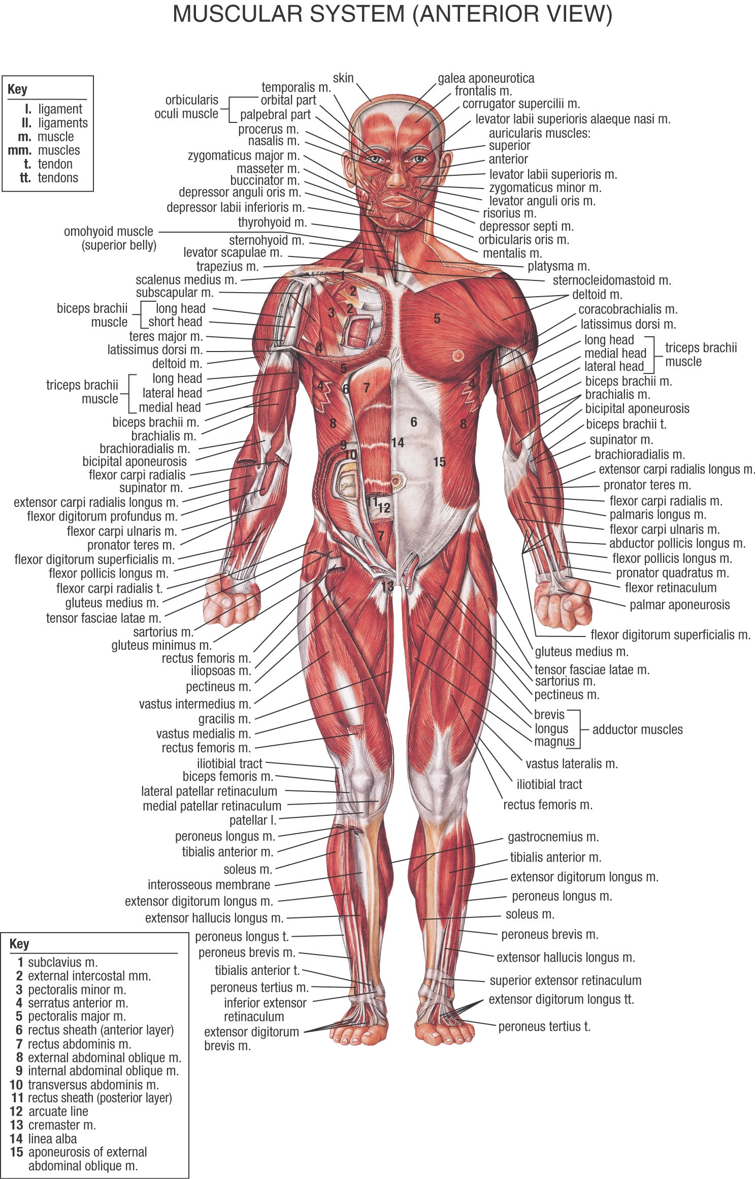 Muscular_System_Front.jpg